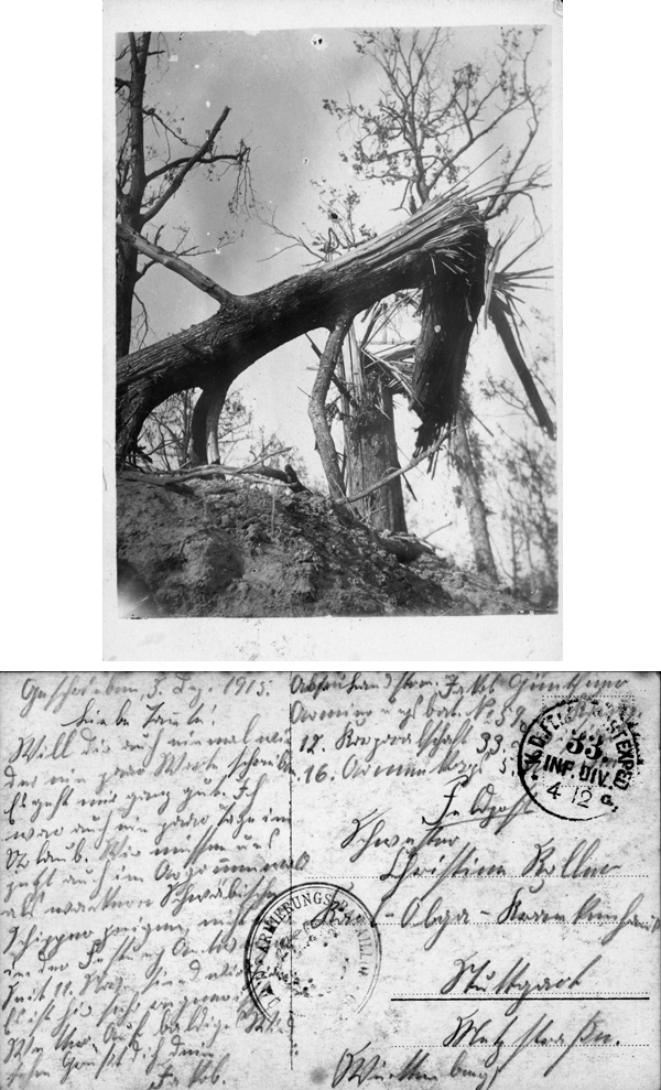 Kriegszerschossener Baum (4. Dezember 1915)